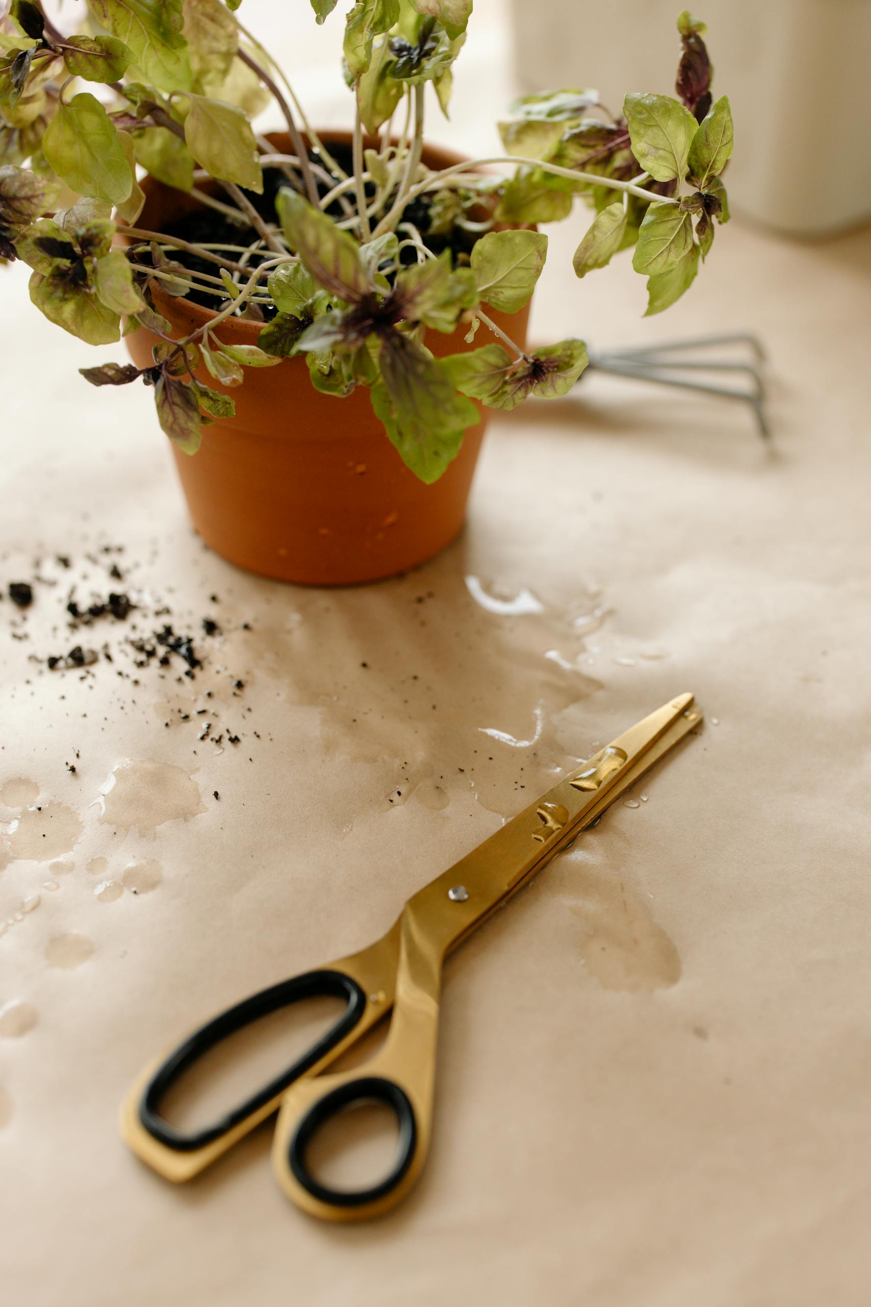 A potted plant with golden scissors and spilled soil on a brown wet surface